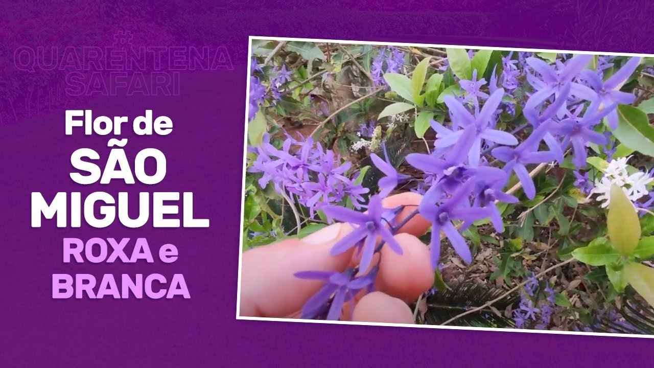 Uma bela composição paisagística com as duas cores da flor de São Miguel!!