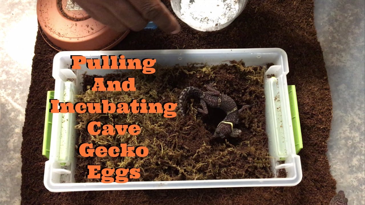 Pulling and Incubating Cave Gecko Eggs