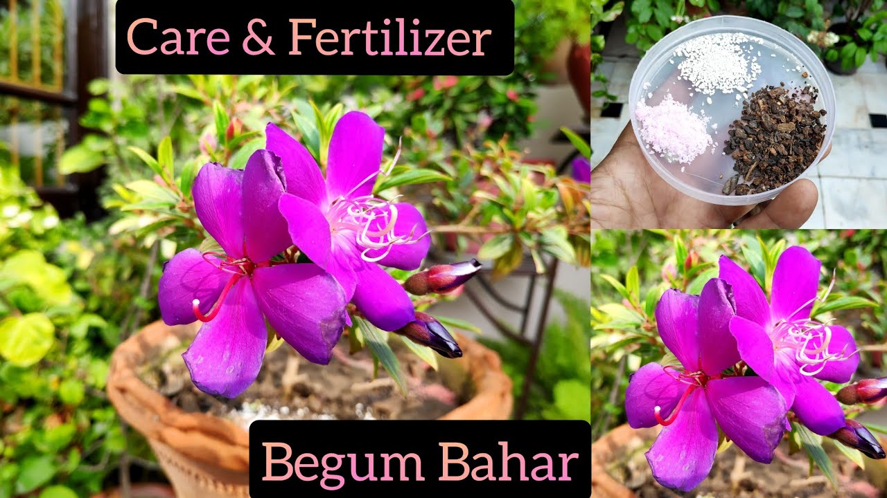 Begum Bahar flower plant care n best fertilizer || Tibouchina Plant || Princess flower plant