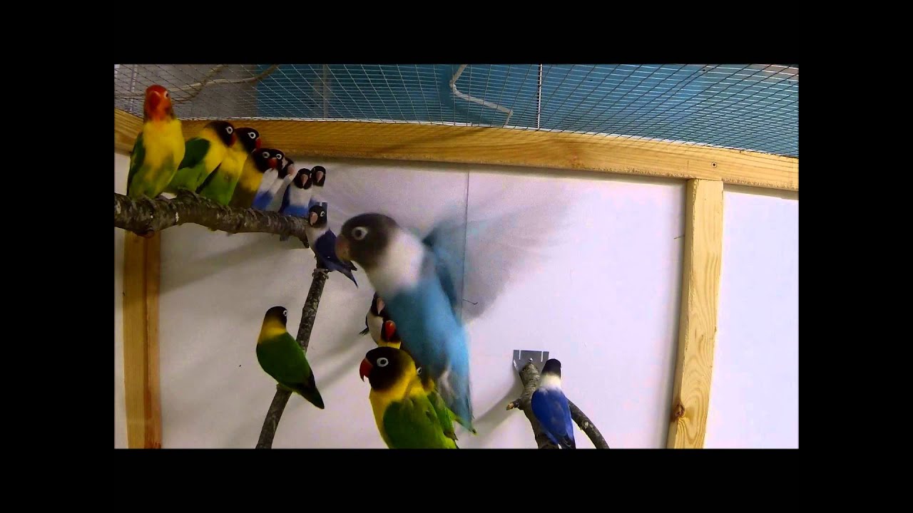 Agapornis personatus high quality young birds