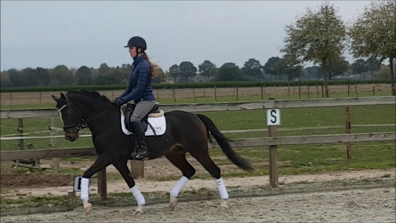 Ridingpony Vlagberg's Bowden