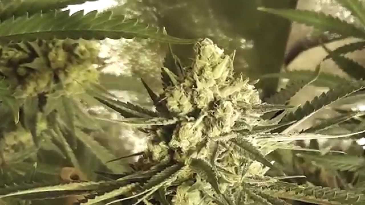 exodus cheese - day 50