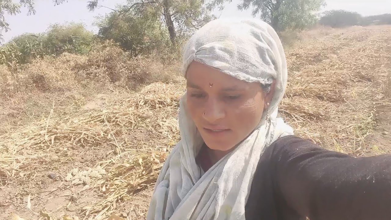 आज सर्व रानातले ज्वारीचे कणसे घेतले काटून 🌾🌽