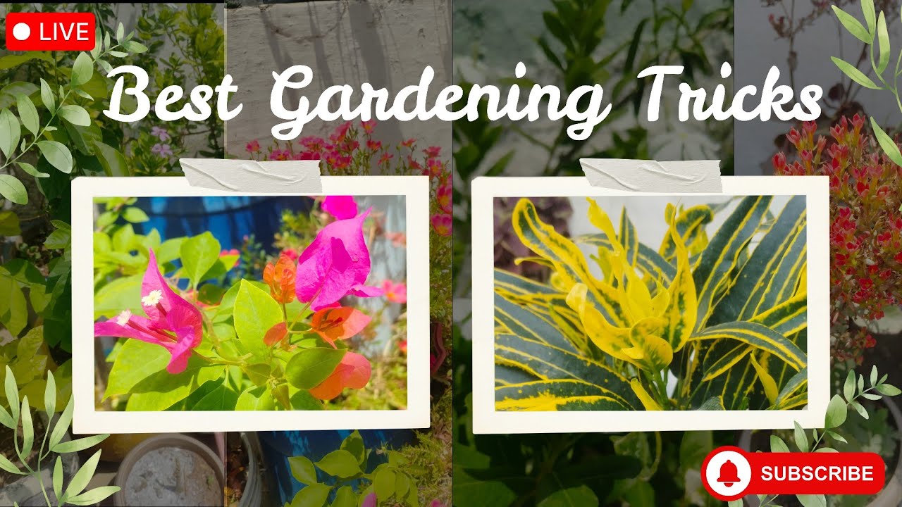my small Garden🏡 is live