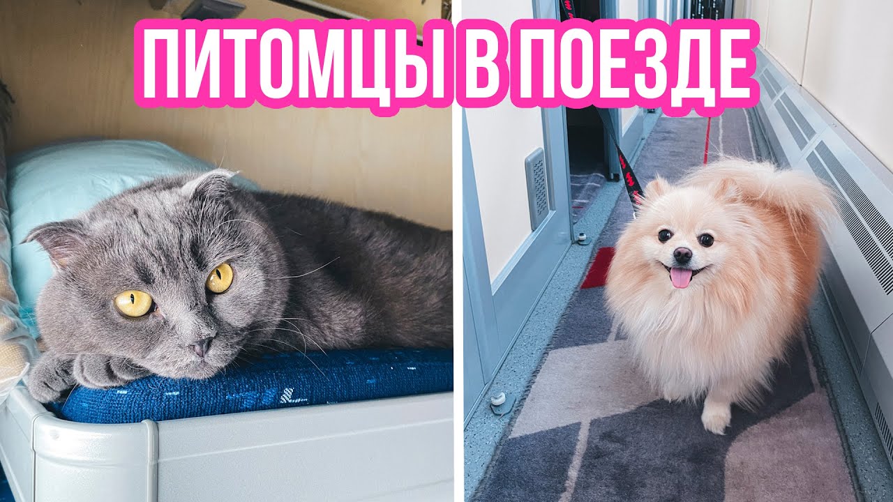 КОТИК И ПЕСИК ЕДУТ В ПОЕЗДЕ |  ПЕРЕЕЗД НА ПОЕЗДЕ С КОШКОЙ И СОБАКОЙ | Киса Баттерс и Шпиц Элис