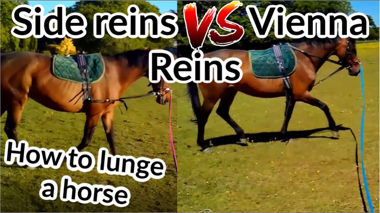 Side Reins vs Vienna Reins - Comparing Lunging equipment | Part 1