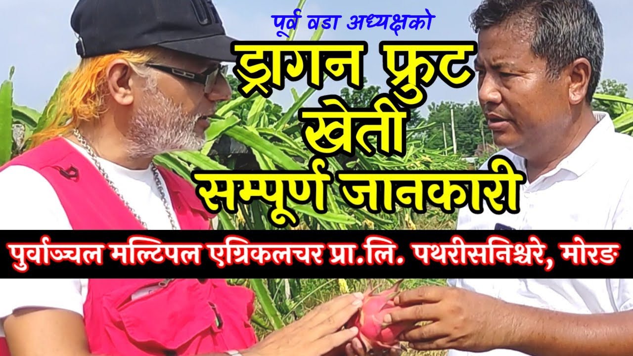 Dragon Fruit खेतीमा व्यस्त पुर्व वडा अध्यक्ष Jay Tamang//information about dragon fruit and market