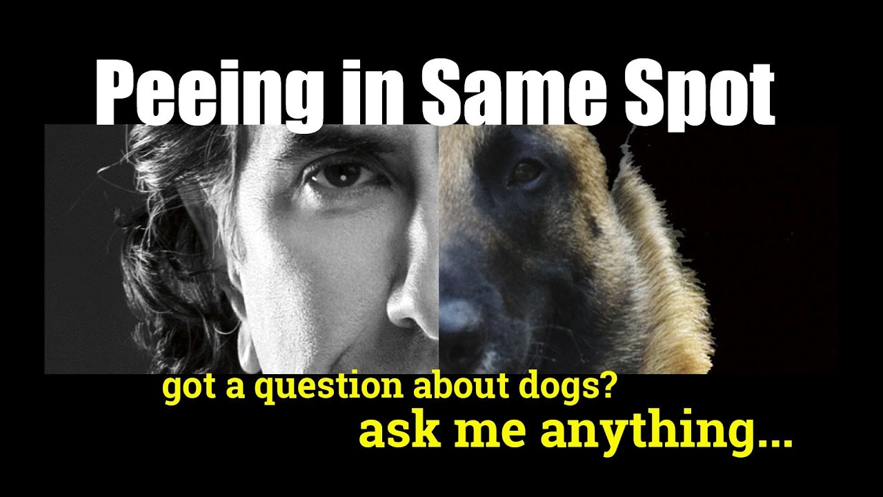 My Dog Keeps Peeing in the Same Spot - ask me anything - Dog Training
