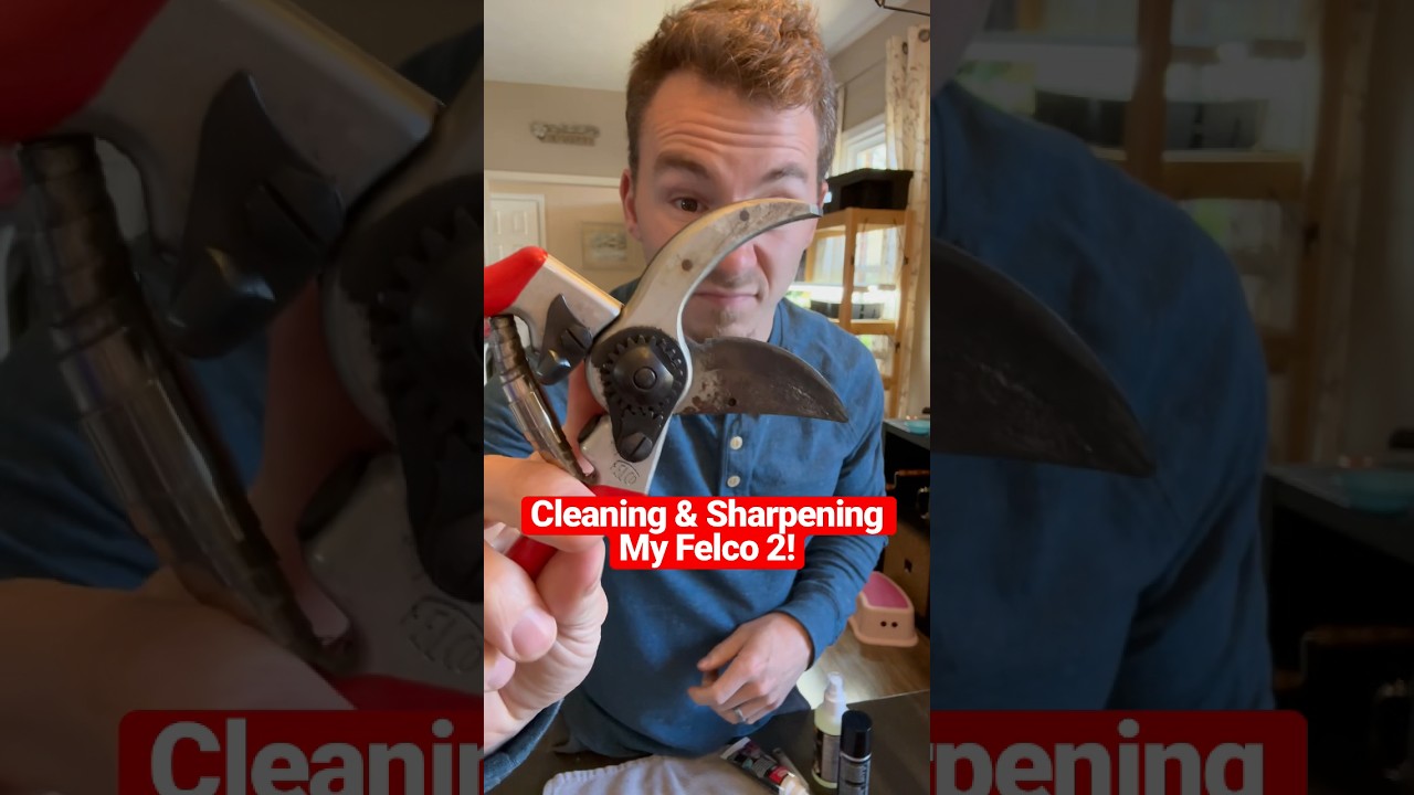 How To Clean & Sharpen Felco 2 Pruning Shears ✂️