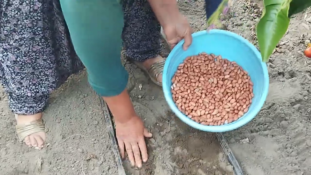 yerfıstığı nasıl ekilir
