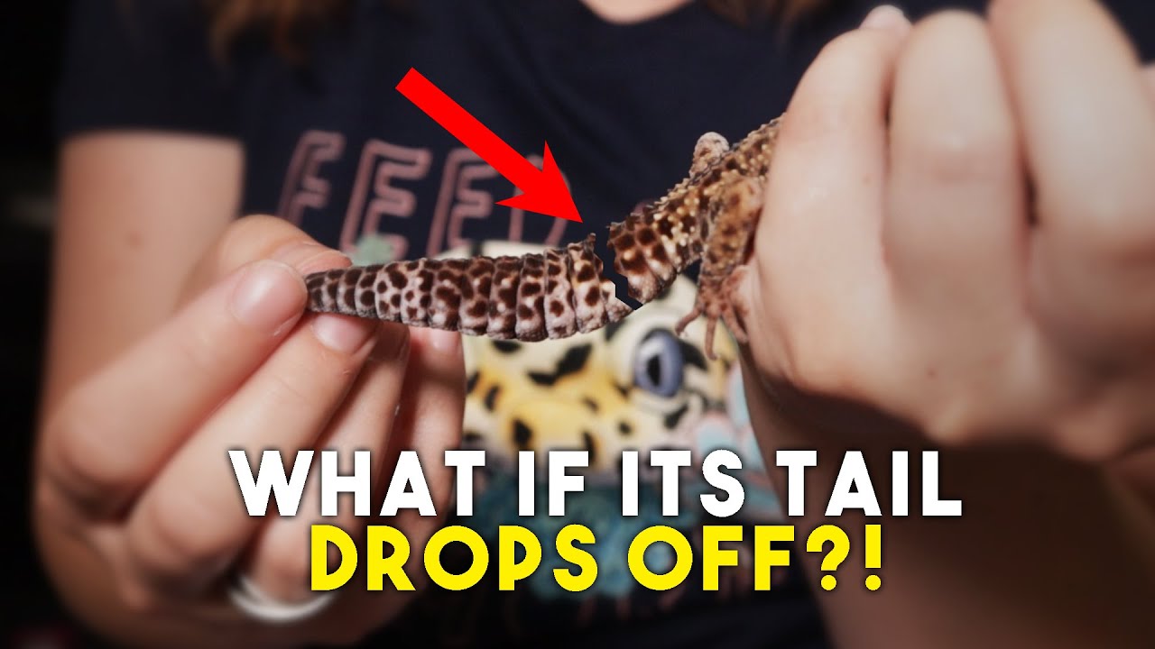 10 главных проблем, которые беспокоят новых владельцев GECKO — ответы!