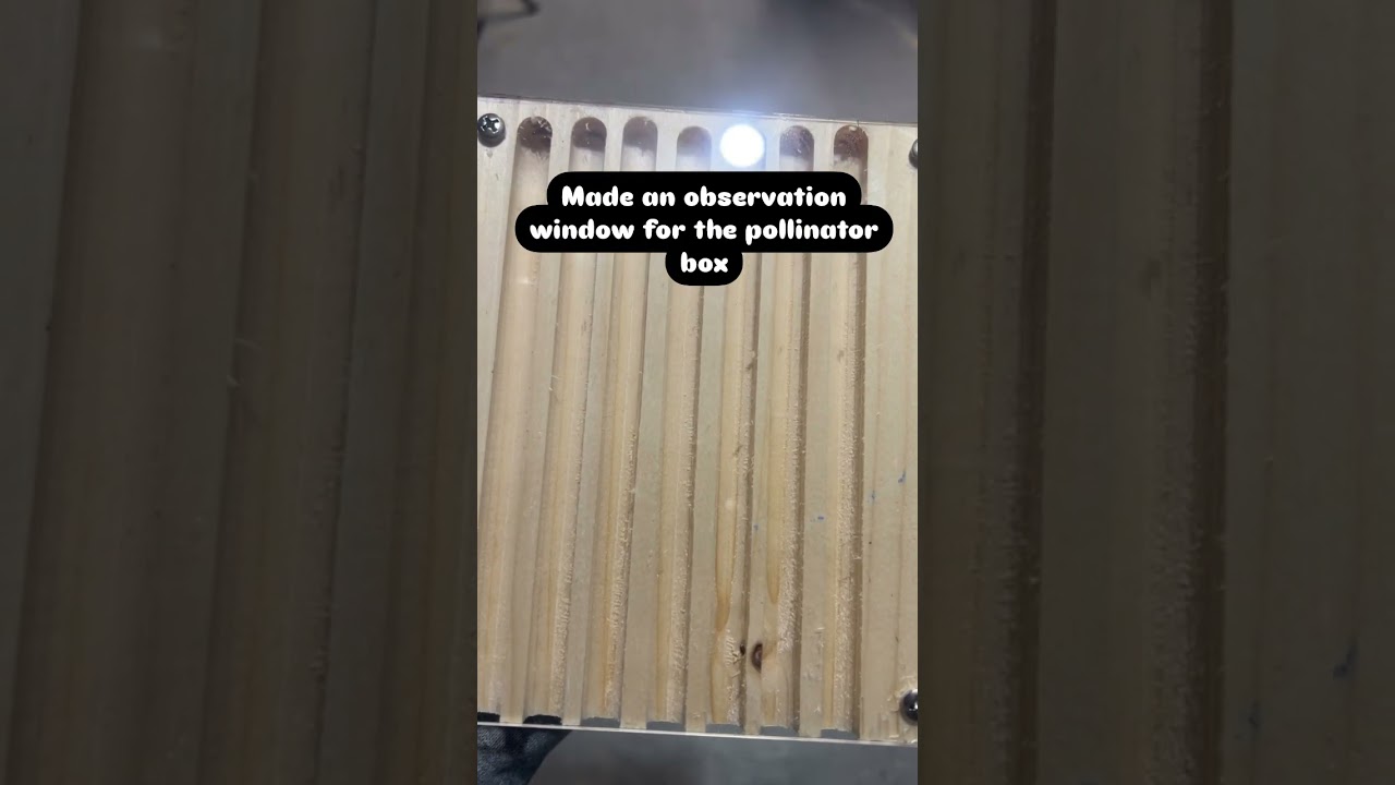 New observation tray for mason bees that built 