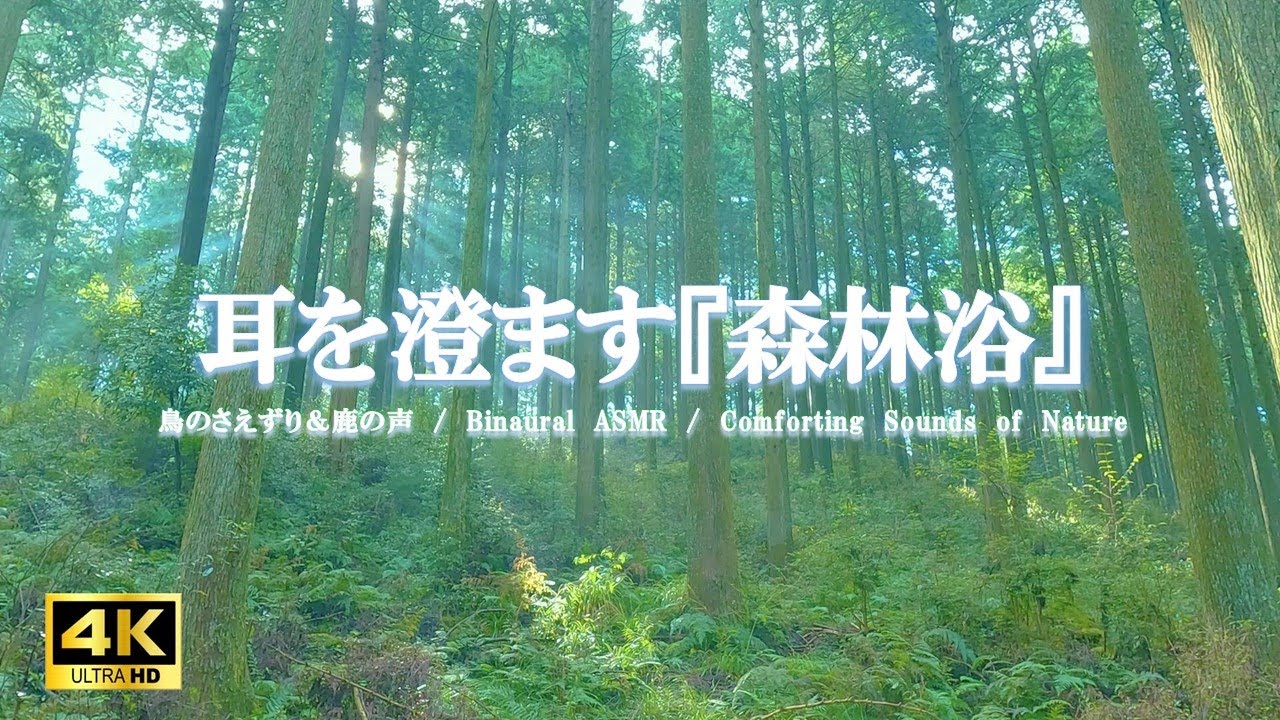 耳を澄ます『森林浴』：鳥のさえずり、鹿の声／自律神経を整える【自然音,立体音響,4K,relaxing  nature sounds】