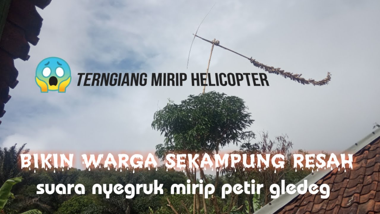 🔴KOLECER BERSUARA PETIR GLEDEG💢❗baling bambu bikin se kampung resah