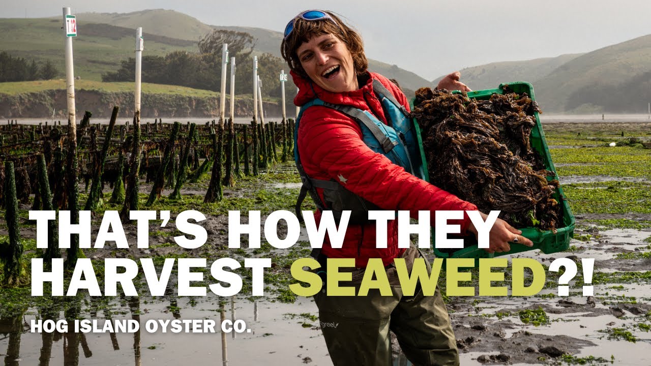 How We Harvest Seaweed Growing On Our Oyster Gear! | Hog Island Oyster Co.