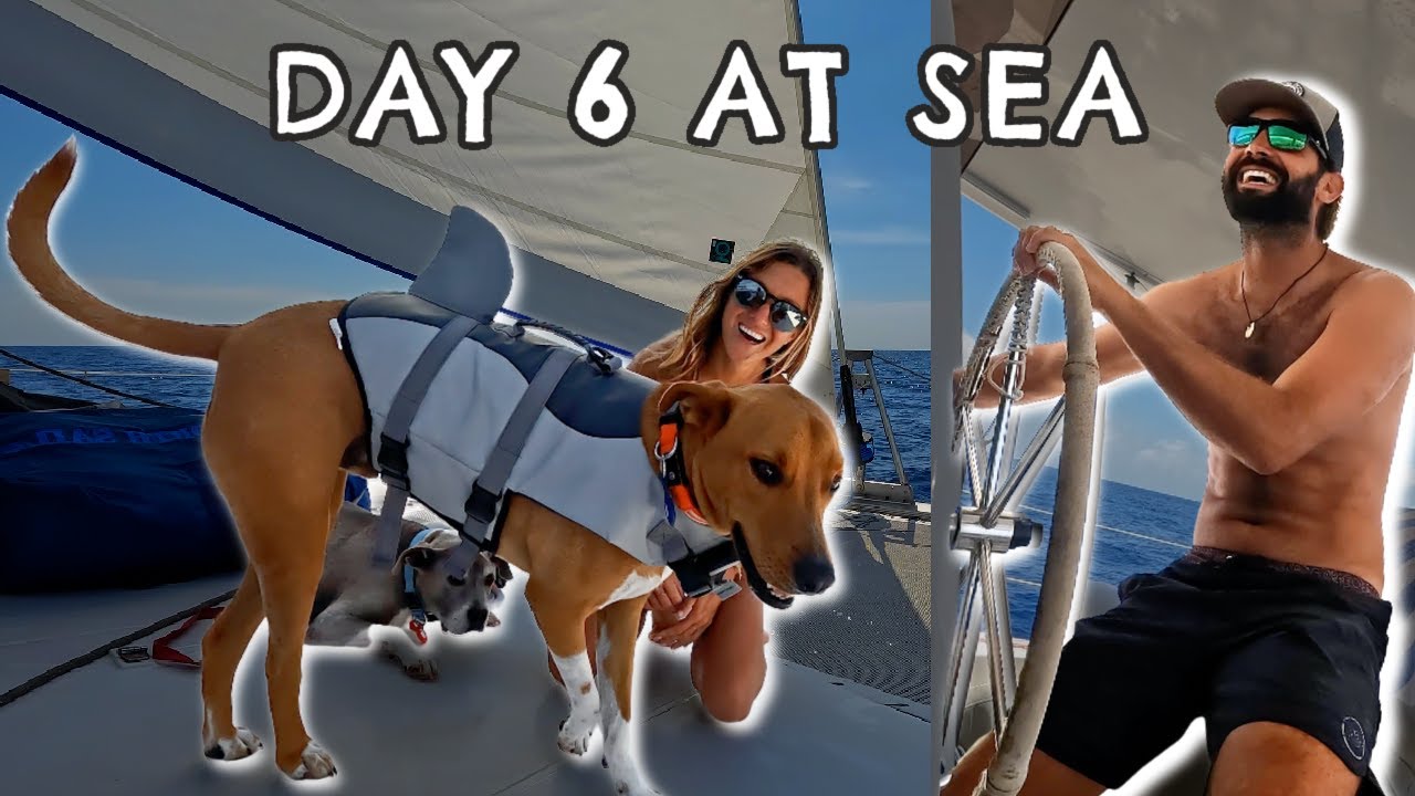 Day 6: Sailing from the Bahamas to Panama. How to keep your dogs safe onboard