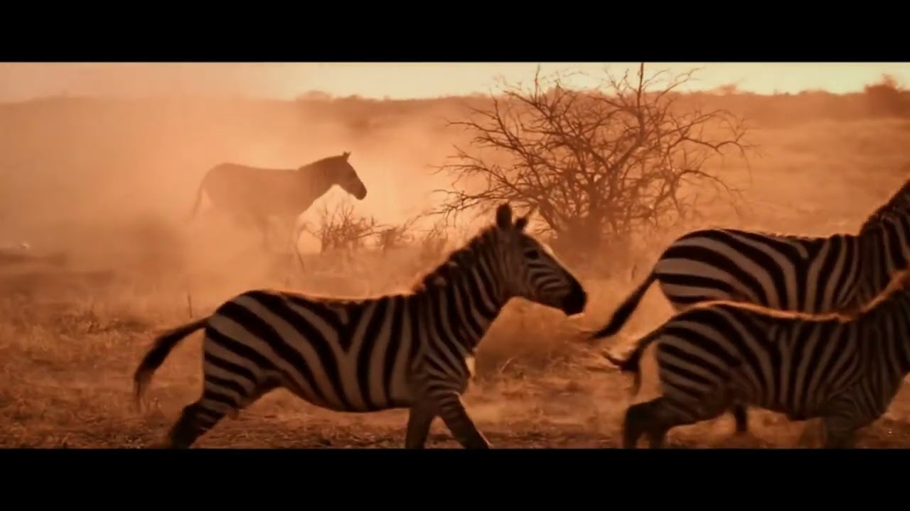 Zebra Chaos: When the Dominant Male Falls &ndash; A Raw Look at Herd Power Vacuums and Survival