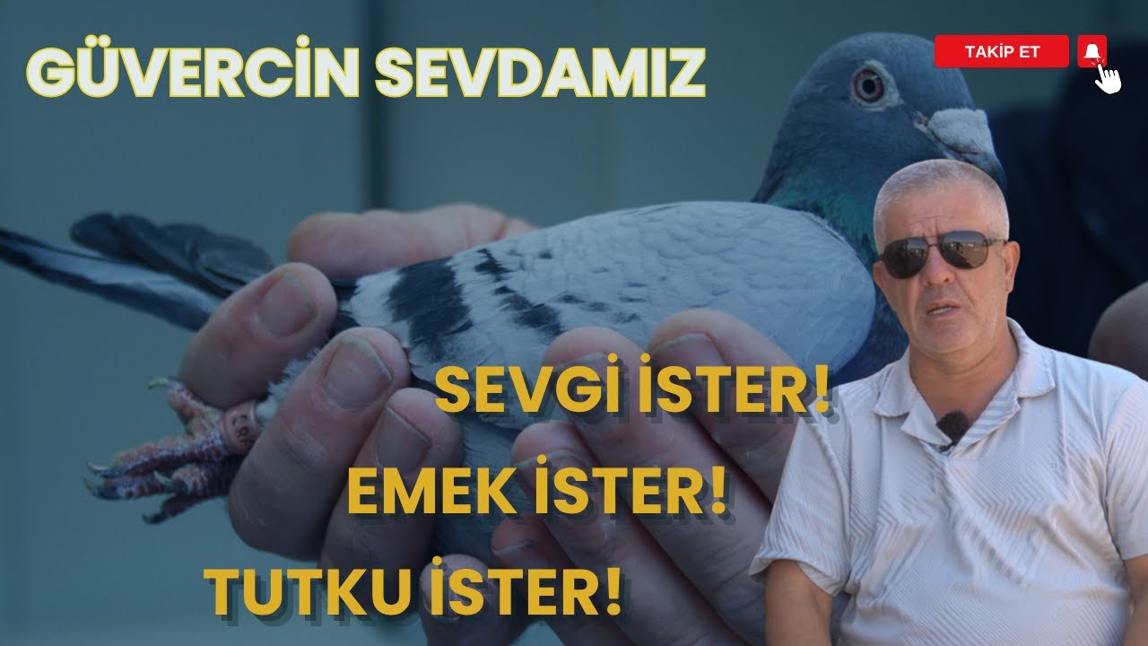 ANKARA GÖLBAŞINDA GÜVERCİN YETİŞTİRİCİLİĞİ I GÜVERCİN SEVDAMIZ