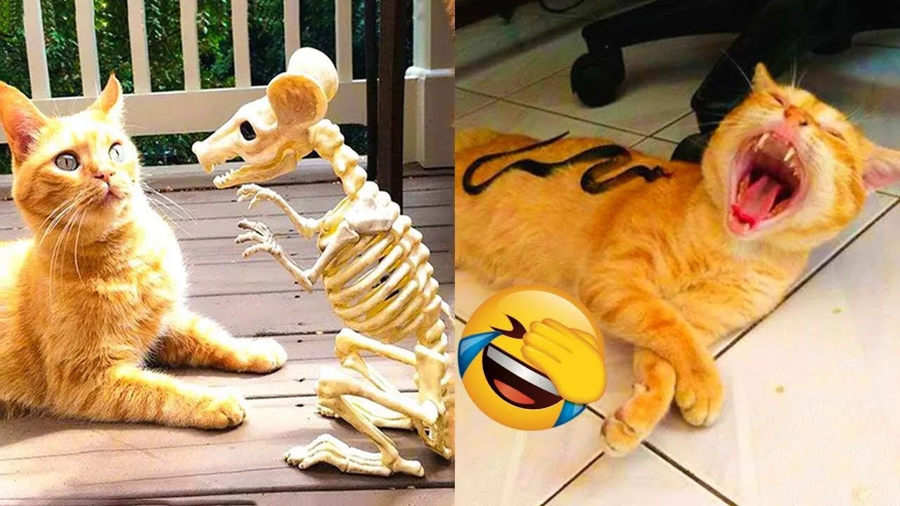 Hilarious CATS that Radiate Extremely Chaotic Energy Funny Pet Videos