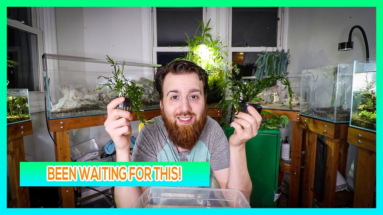 BOLBITIS HEUDELOTII - AQUARIUM PLANT CARE GUIDE