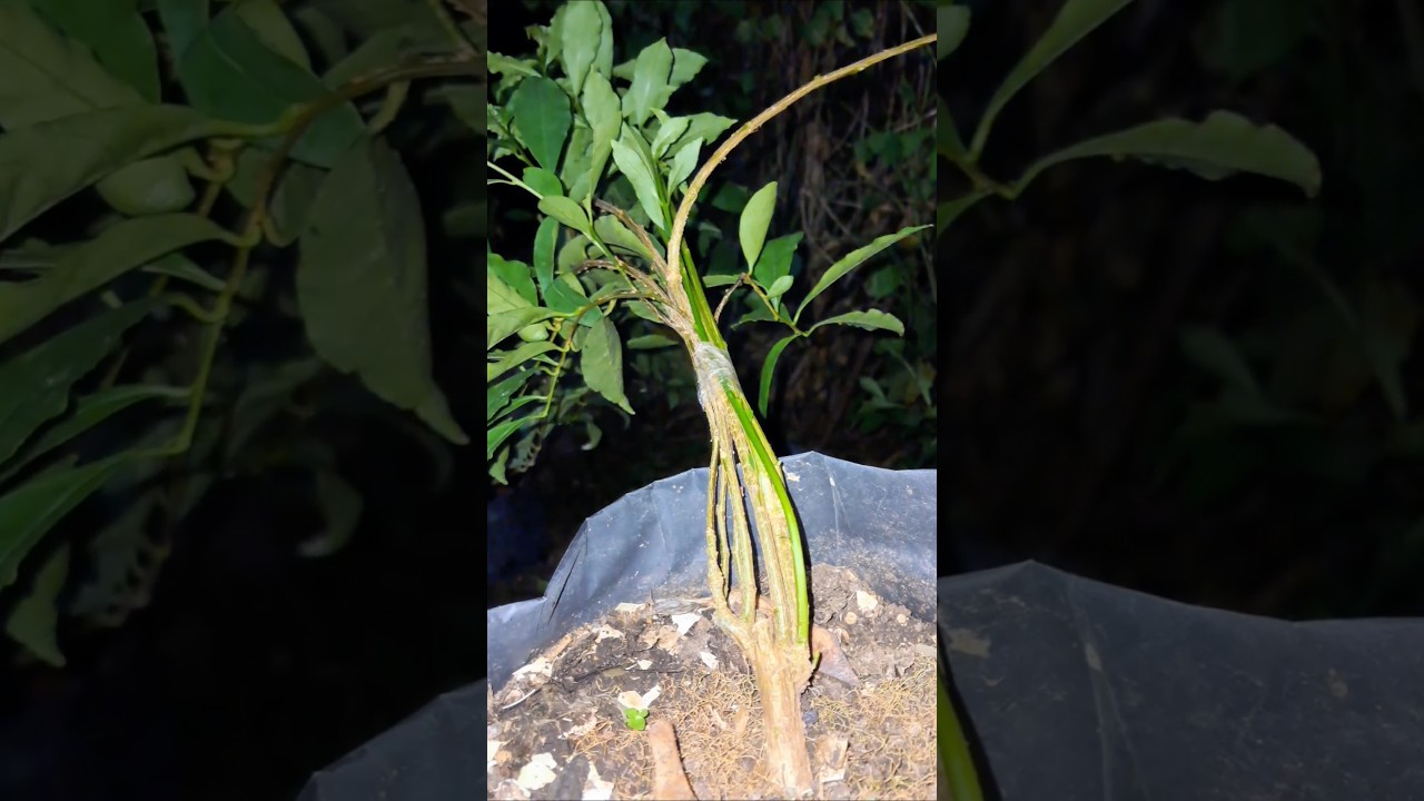 How to wire flower plant randomly.  Brunfelsia . 