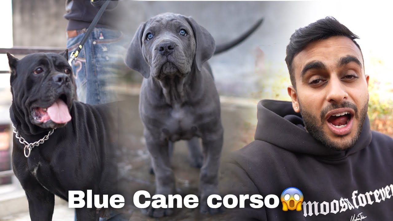 Blue Cane Corso Puppies in Ambala 😍 | Once in a Lifetime Litter