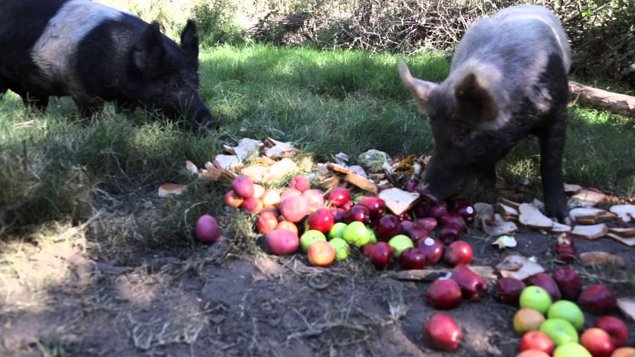 San Joaquin Delta Pigs
