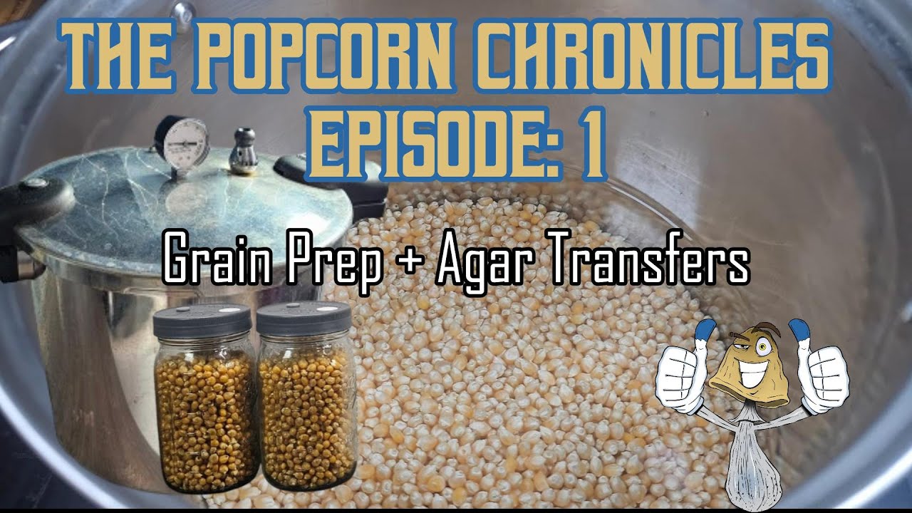 The Popcorn Chronicles Episode:1 | Grain Spawn Prep and Agar Transfers
