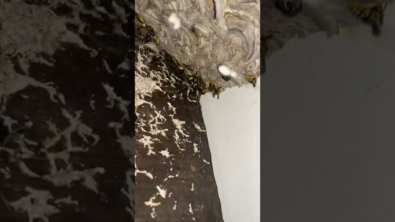 Guêpes germaniques dans la maison