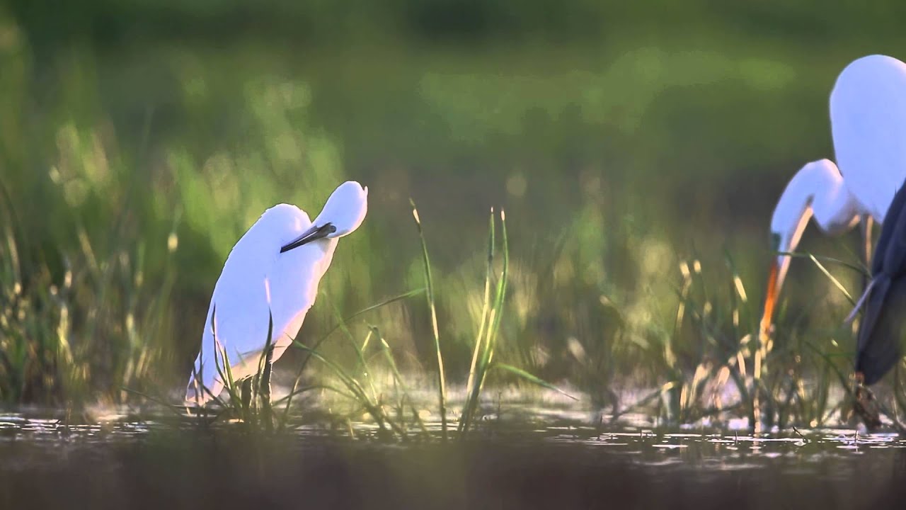 Czapla nadobna / Egretta garzetta
