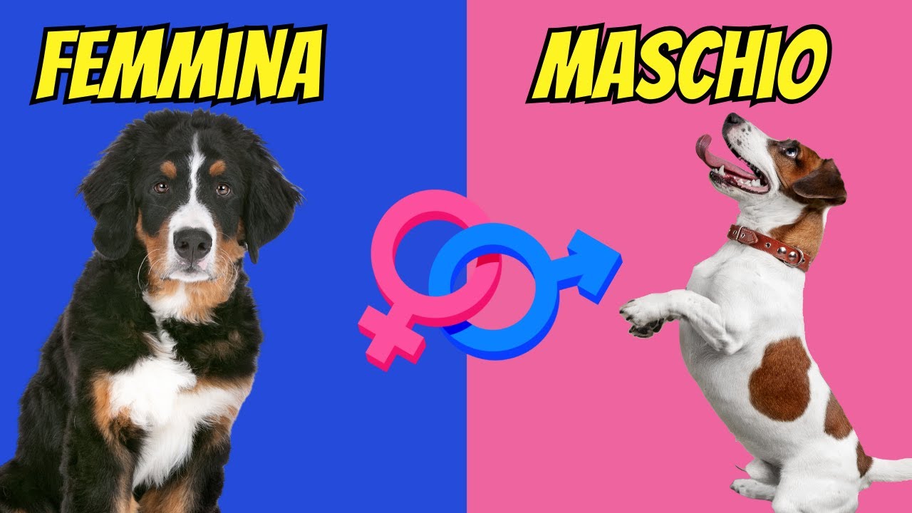 Cani Maschi vs Cani Femmine: Differenze Sorprendenti che Ti Stupiranno!