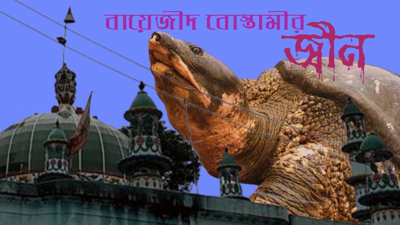 বায়েজিদ বোস্তামীর মাজারের দৈত্যাকৃতির কাছিম পৃথিবীর আর কোথাও নাই | তবে কি এরা সত্যিই জ্বীন !!