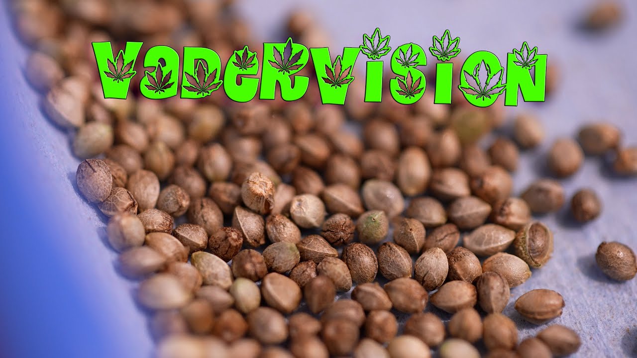 Experimental Breeding Project - Seed to Harvest!