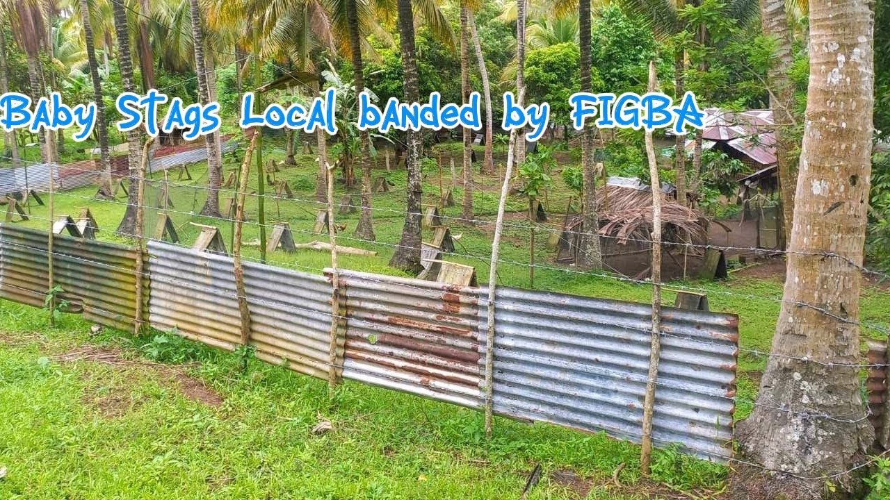 FIGBA Local Banded Edition