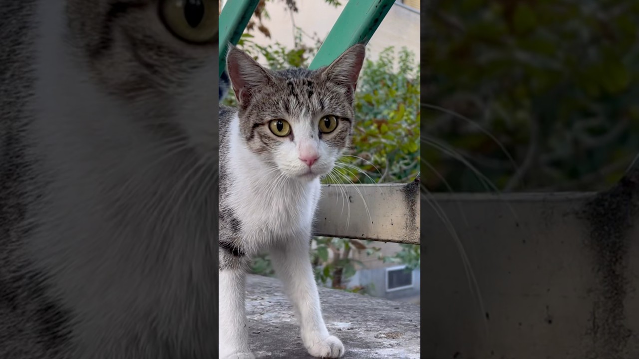 This Week's Viral Cat Moments