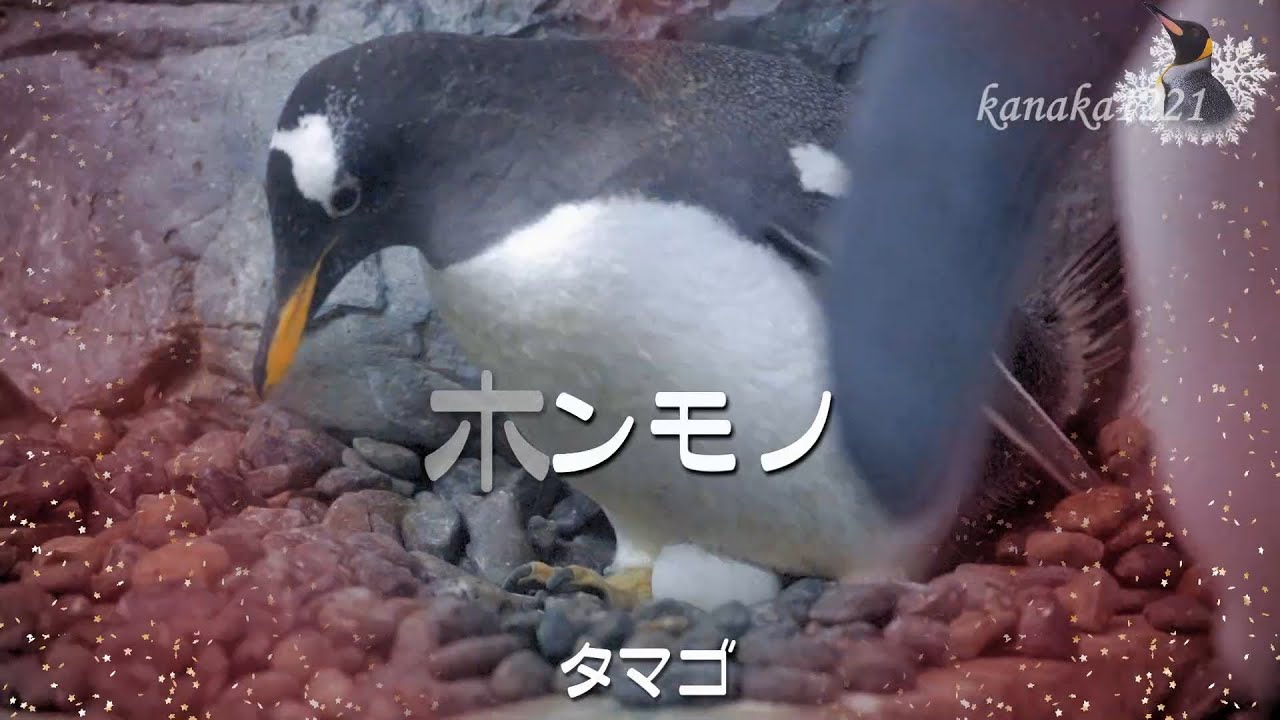 旭山動物園 ジェンツーペンギンのホンモノタマゴ
