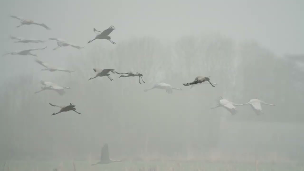 Willow tree fen