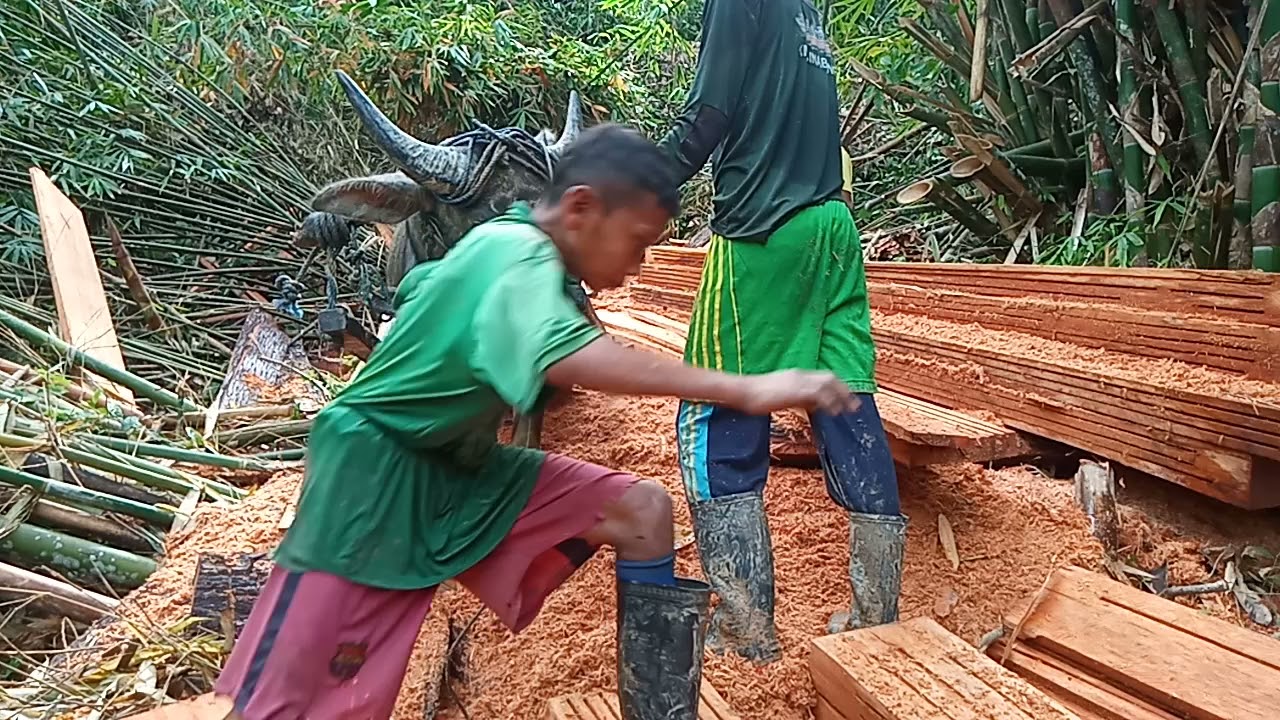 MENARIK KAYU MENGGUNAKAN KERBAU