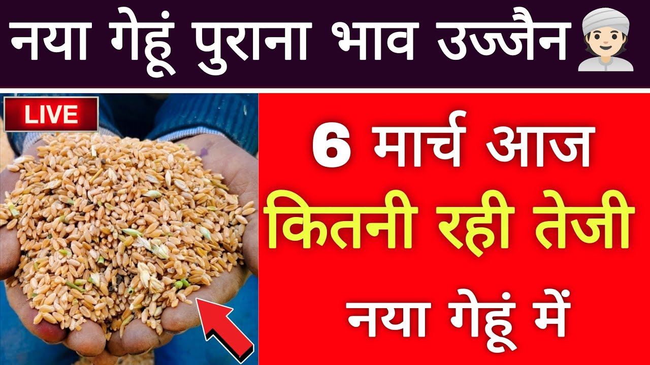 New wheat price 06 March 2026 : gehu bhav ujjain Mandi : gehu live bhav ujjain Mandi