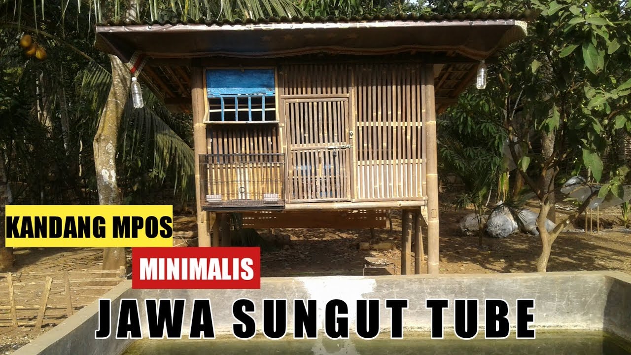 KANDANG MERPATI POS MINIMALIS JAWA SUNGUT TUBE