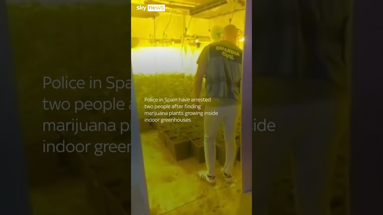 Police bust large-scale marijuana operation