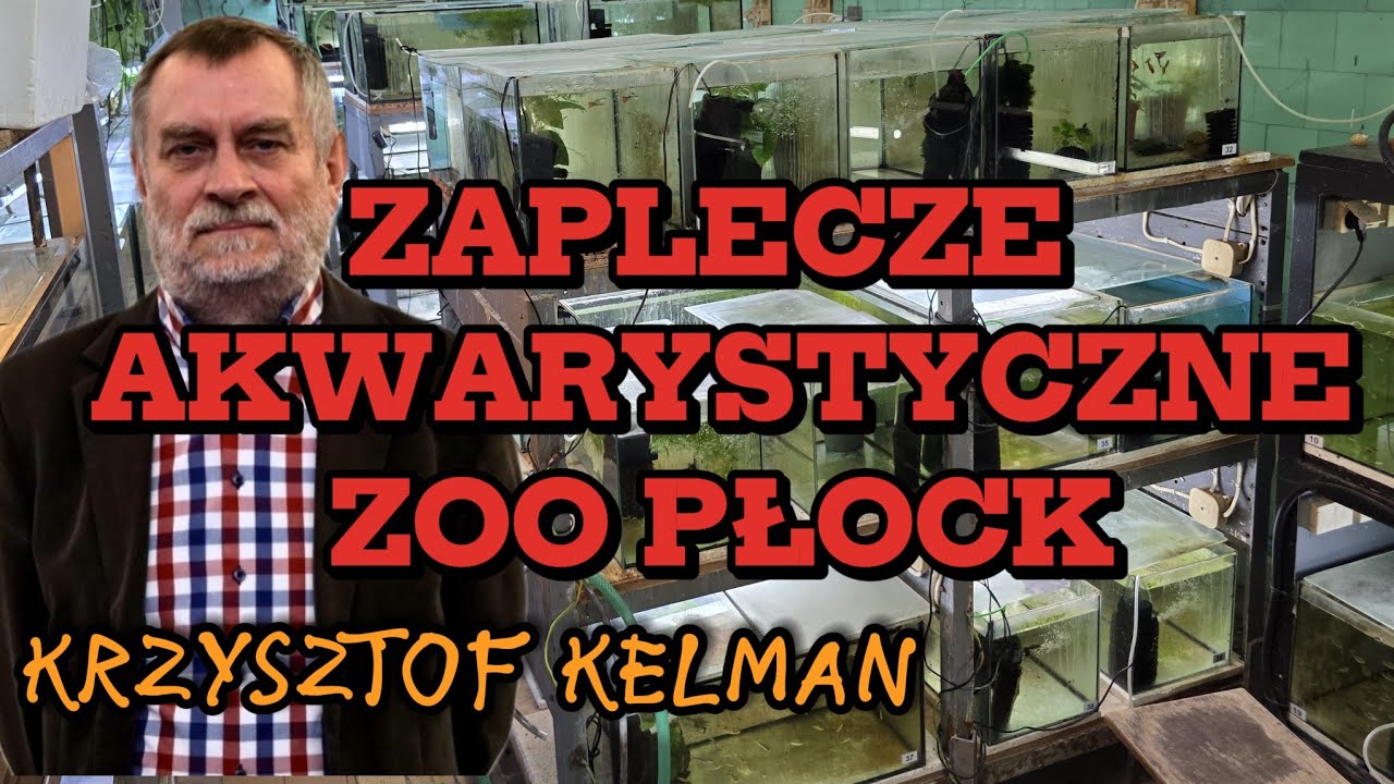 ZAPLECZE AKWARYSTYCZNE ZOO PŁOCK rozmowa z Krzysztofem Kelmanem.