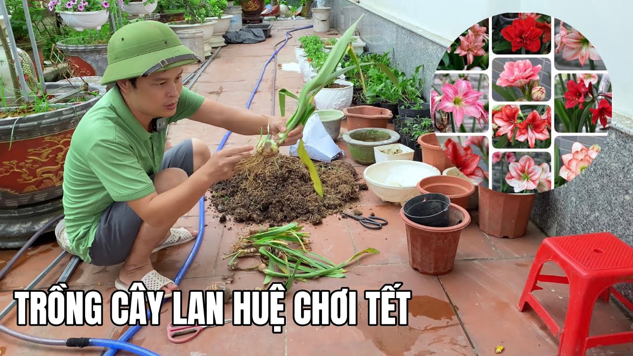 Trồng cây lan huệ chơi tết rất đẹp trong vườn nhà