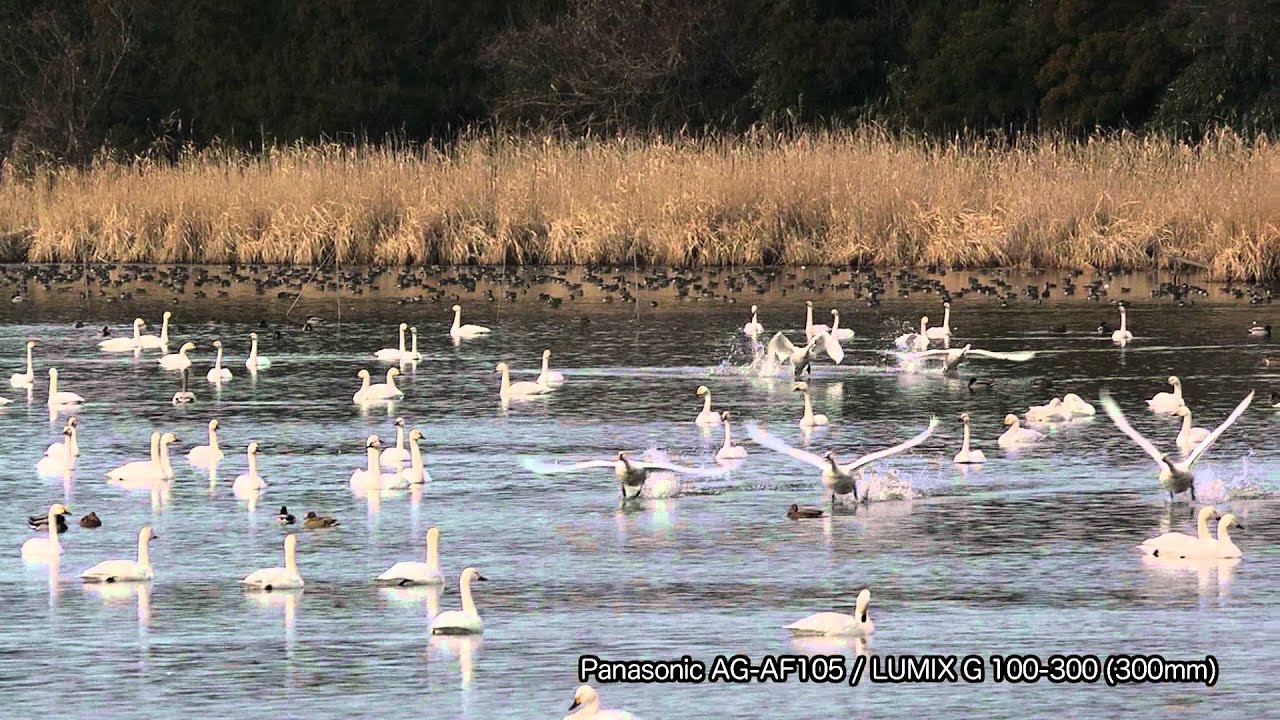 白鳥の離陸 Swans take off