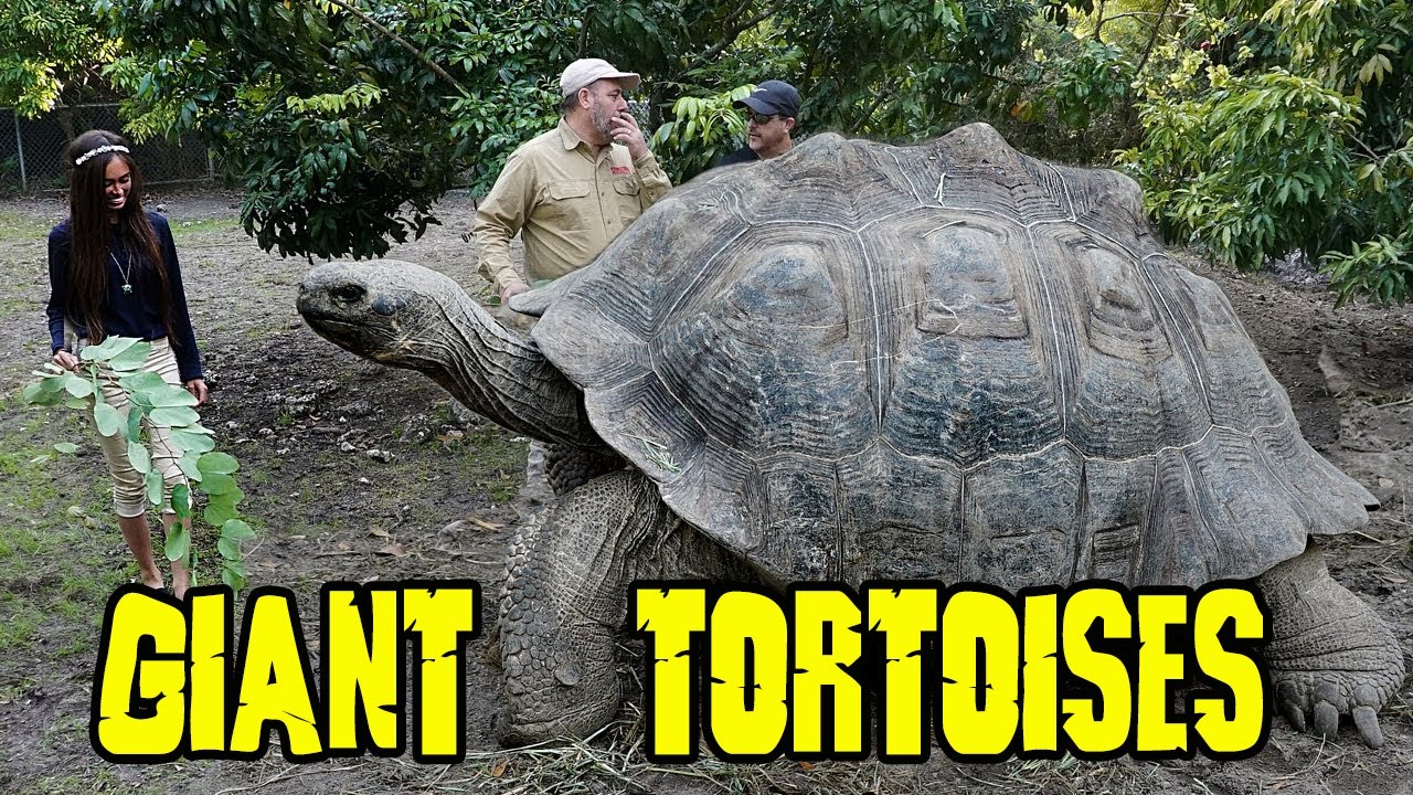 GIANT GALAPAGOS TORTOISES