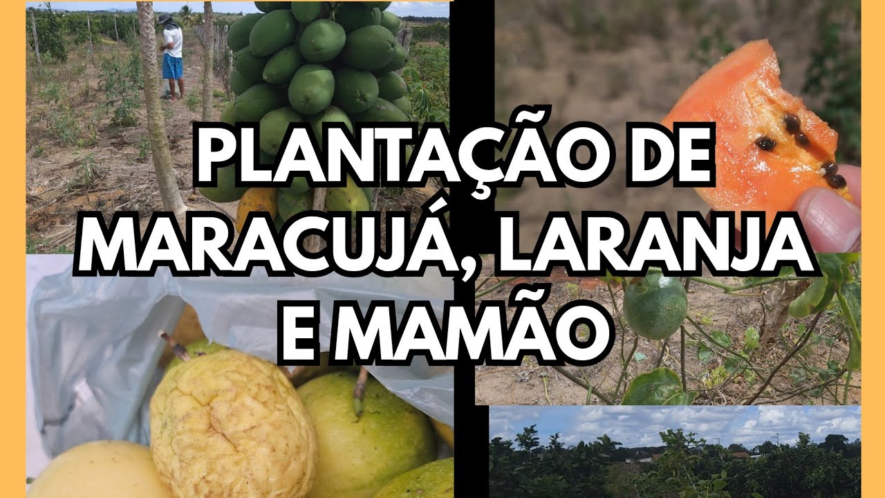 PLANTAÇÃO DE MARACUJÁ E LARANJA  🍊 7 TAREFAS EM LAGARTO SERGIPE. 