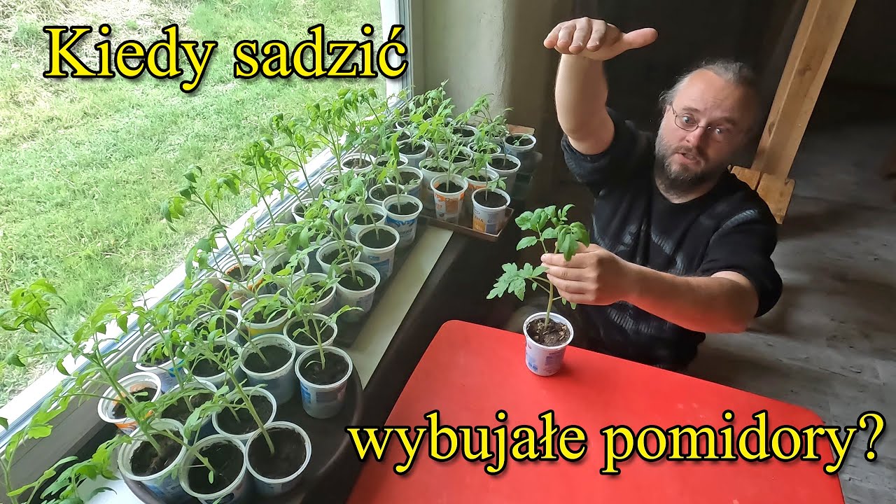 Wybujałe pomidory. Kiedy sadzić wygibusy pomidorowe w szklarni i na polu? - Ogrodowe pierdamony 135
