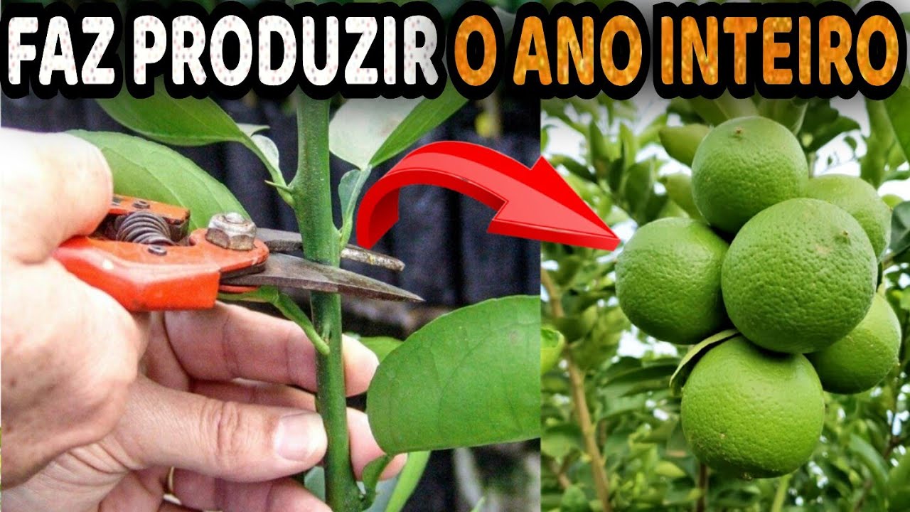 Como Podar Limoeiro Corretamente