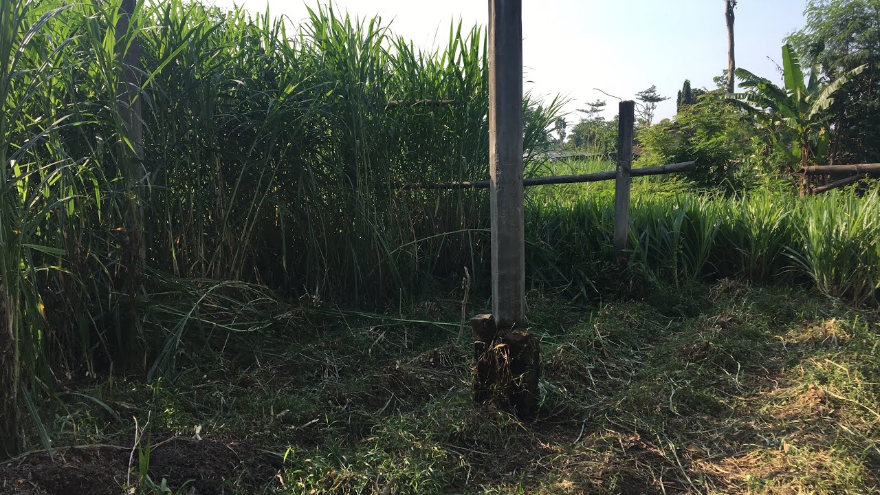 Rumput Packhong lebih produktif dari rumput Odot