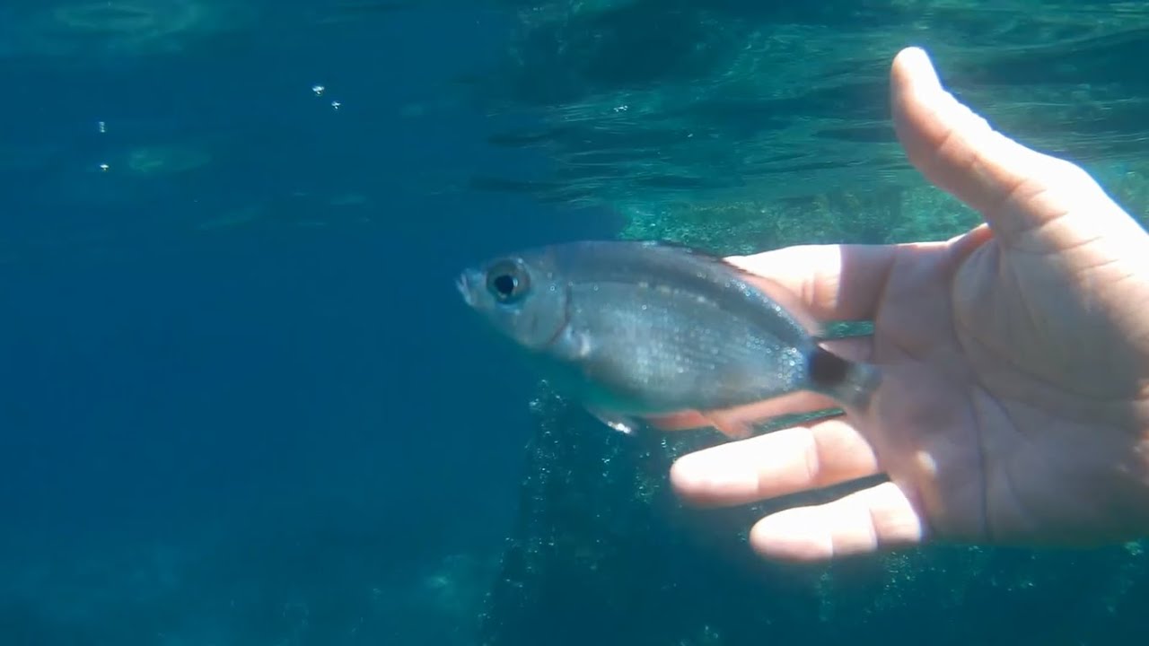 2020 Ep. 06 Sympathiser avec un poisson. STAGNOLA et CACALU via AJACCIO (curieux 🐟)